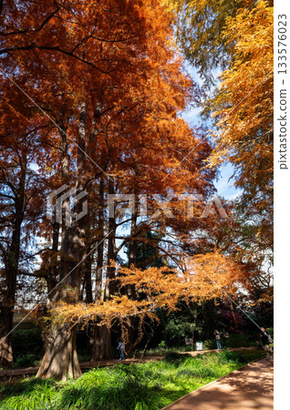 秋日森林景色,樹葉金黃橙紅 秋日森林景色,樹葉金黃橙紅 133576023