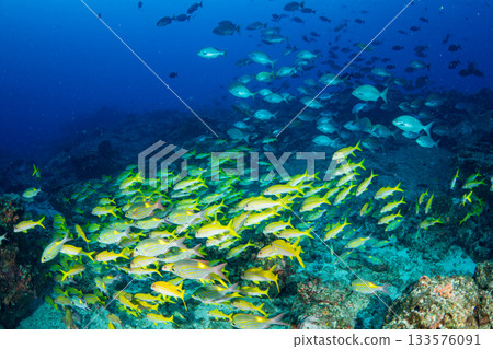 小笠原的一群紅羊魚和鋸鰩。 133576091