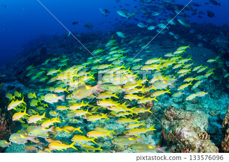 小笠原的一群紅羊魚和鋸鰩。 小笠原的一群紅羊魚和鋸鰩。 133576096