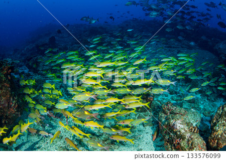 小笠原的一群紅羊魚和鋸鰩。 133576099