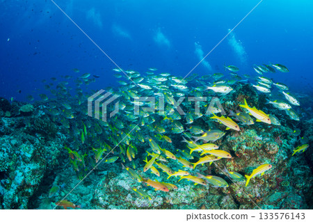 一群鋸魚,小gas原 一群鋸魚,小gas原 133576143