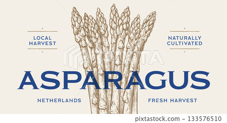 Asparagus, vegetable. Tag, label, sign, vintage retro print, black white asparagus drawing, sketch ink pencil draw, engrave old school style. Sketch artwork silhouette asparagus. Vector Illustration 133576510
