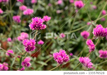 環球旅行者（莧科）石竹目花 133576528