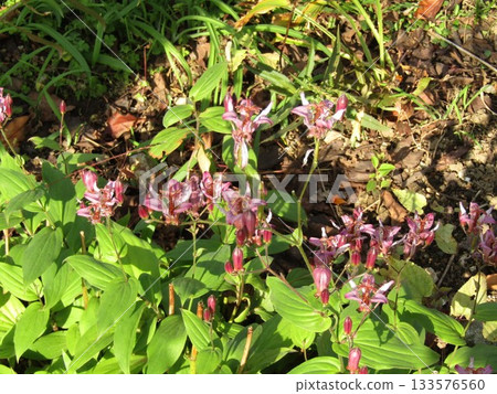 Purple flowers with dark purple dots are Hototogisu flowers 133576560