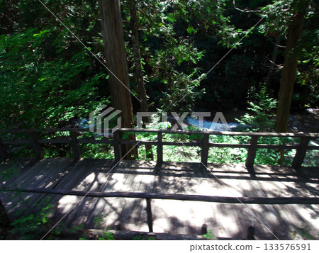 A wooden promenade surrounded by fresh greenery 133576591