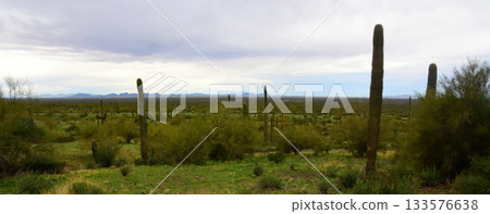 Sonoran Desert Arizona Picacho Peak State Park 133576638