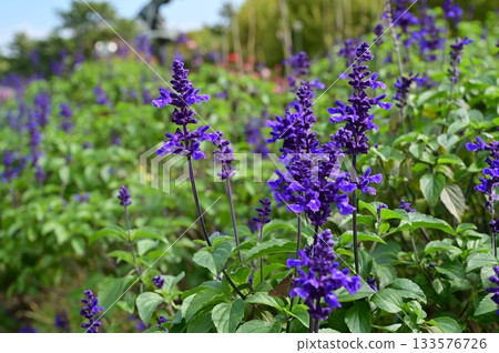 Salvia farinacea (唇形科) 丹參屬 Salvia farinacea (唇形科) 丹參屬 133576726