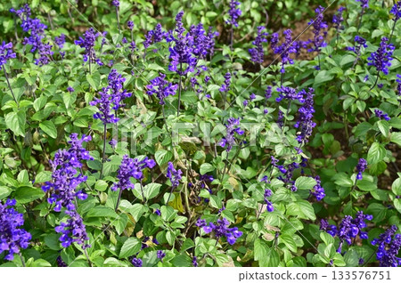 Salvia farinacea (唇形科) 丹參屬 133576751