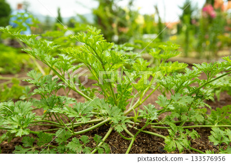 Green cilantro plants growing in rich soil under soft sunlight 133576956