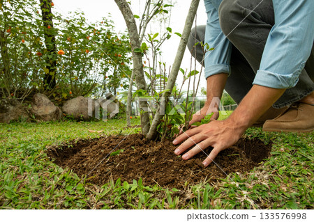 Hands planting a young tree in rich soil with green grass 133576998