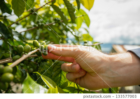 Hand reaching to examine unripe coffee cherries on branch Hand reaching to examine unripe coffee cherries on branch 133577003