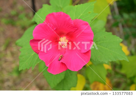 Hibiscus sieboldii (Malvaceae) 133577083