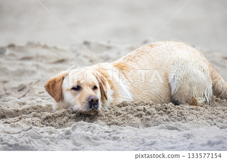 A Labrador happily relaxing on the soft beach sand during a sunny day at the shore 133577154
