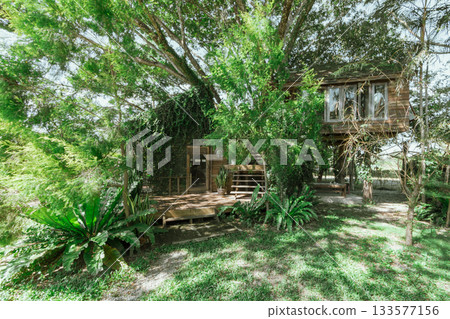 tree cabin in tropical forest tree cabin in tropical forest 133577156