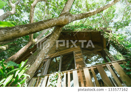 tree cabin in tropical forest tree cabin in tropical forest 133577162