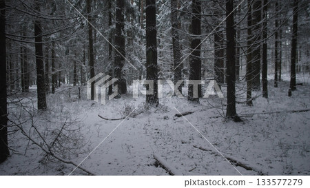 Snow blankets a peaceful forest in Alaska and Canada during winter. Tall trees stand elegantly, their branches coated with white frost, creating a tranquil scene of nature. Snow blankets a peaceful forest in Alaska and Canada during winter. Tall trees stand elegantly, their branches coated with white frost, creating a tranquil scene of nature. 133577279