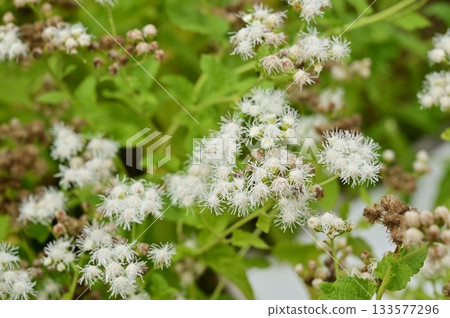 Eupatorium alba (Asteraceae) 133577296