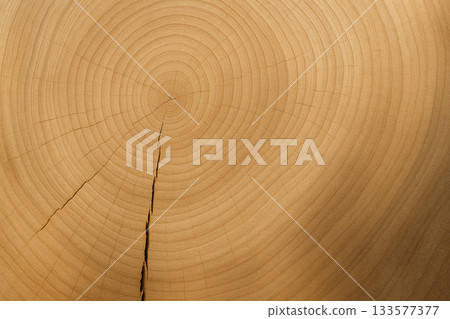 柔光照射下，樹木橫斷面的年輪圖案。 133577377