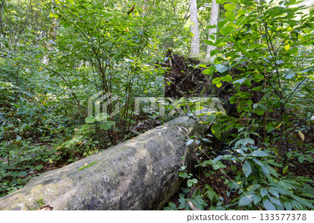 A large, uprooted beech tree lying in the forest 133577378