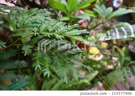 Everfresh (Fabaceae) Ornamental plant of the Coyoa genus 133577406