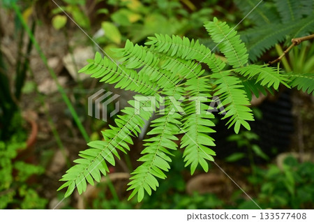 常綠樹 (豆科) 可約阿屬的觀賞植物 常綠樹 (豆科) 可約阿屬的觀賞植物 133577408