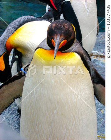 帝企鵝 4 133577438