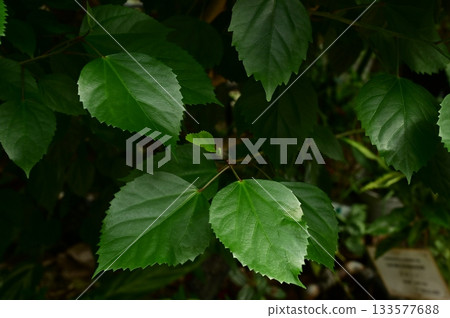 木槿（錦葵科）葉 133577688