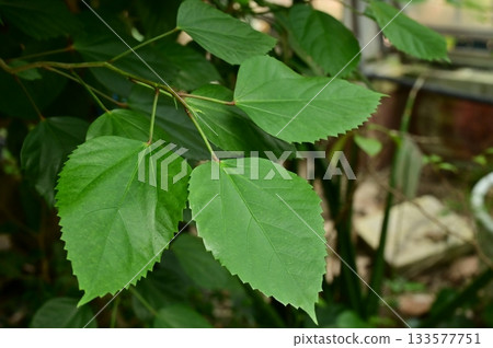 木槿(錦葵科)葉 木槿(錦葵科)葉 133577751