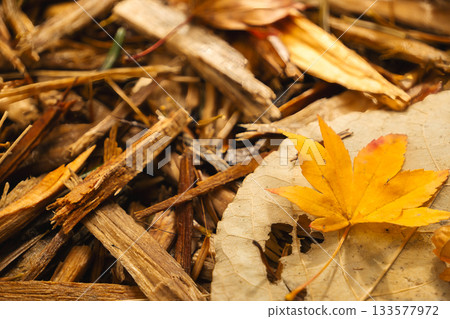Late autumn ground: close-up of wood chips and colored maple leaves Late autumn ground: close-up of wood chips and colored maple leaves 133577972