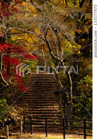 A tunnel of autumn leaves and a promenade bathed in sunlight filtering through the trees A tunnel of autumn leaves and a promenade bathed in sunlight filtering through the trees 133577973