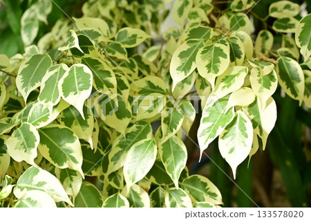 Ficus benjamina (Moraceae) Fig 133578020