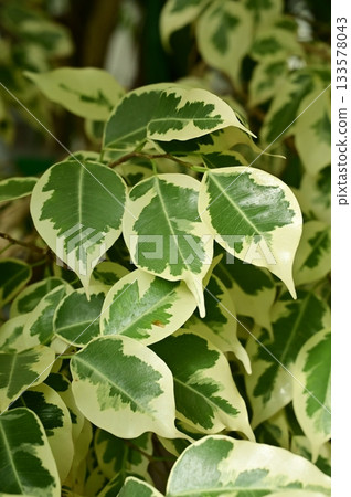 Ficus benjamina (Moraceae) Fig 133578043
