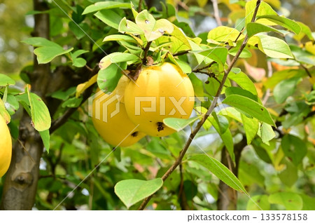 Quince (Rosaceae) before harvest Quince (Rosaceae) before harvest 133578158