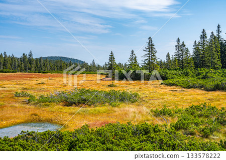 Sunny day at Cerna Hora Peat Bog, Czech: Cernohorske raseliniste, in Giant Mountains National Park, Krkonose, Czech Republic 133578222