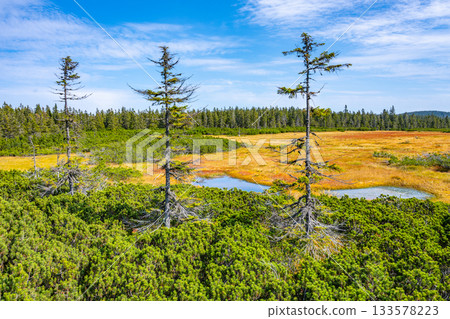Sunny day at Cerna Hora Peat Bog, Czech: Cernohorske raseliniste, in Giant Mountains National Park, Krkonose, Czech Republic 133578223