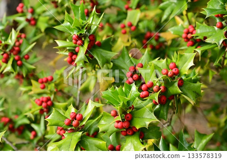 中國冬青(Aquifoliaceae)的紅色漿果 中國冬青(Aquifoliaceae)的紅色漿果 133578319