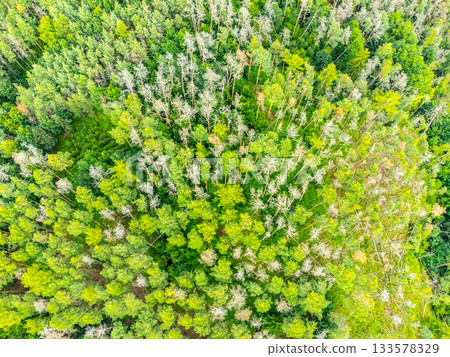 Forest of coniferous trees from above. Aerial view from drone. 133578329
