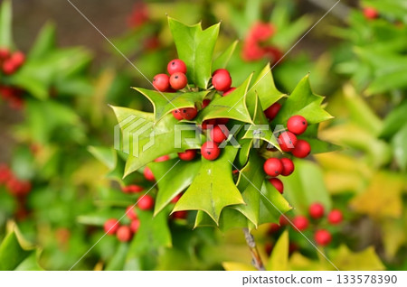 中國冬青（Aquifoliaceae）的紅色漿果 133578390