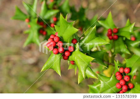 中國冬青（Aquifoliaceae）的紅色漿果 133578399