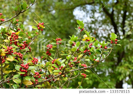 中國冬青（Aquifoliaceae）的紅色漿果 133578515