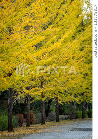 Ginkgo trees line the streets of Chichibu Muse Park, a golden autumn landscape 133578817