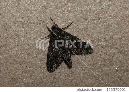 Ripple Sparrow 133579001