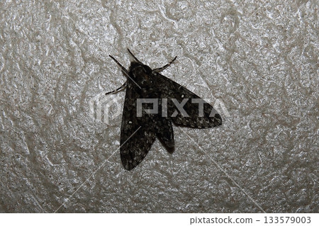 Ripple Sparrow Ripple Sparrow 133579003