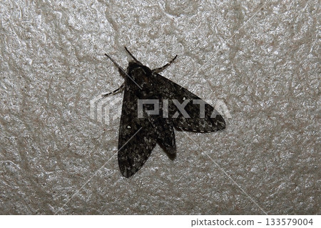 Ripple Sparrow Ripple Sparrow 133579004