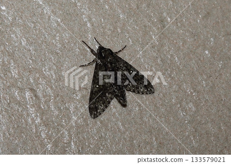 Ripple Sparrow 133579021