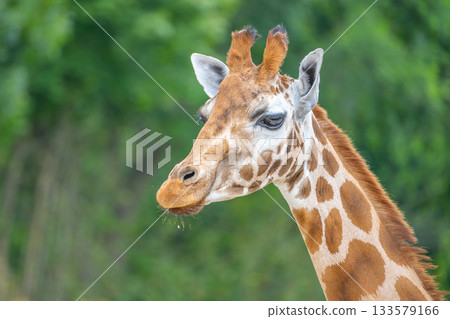 Cute giraffe portrait. Zoom close up photography. 133579166