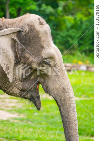 Indian elephant in the zoo. Detailed view on sunny autumn day Indian elephant in the zoo. Detailed view on sunny autumn day 133579169