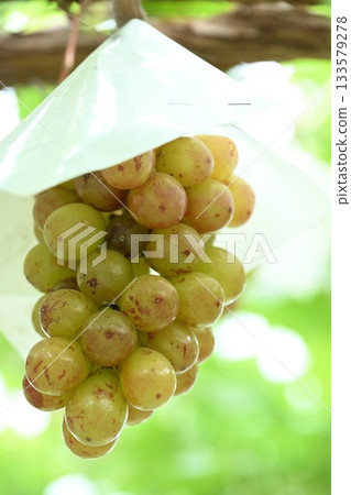 白根葡萄園(新潟縣)裡生長的新鮮葡萄 白根葡萄園(新潟縣)裡生長的新鮮葡萄 133579278