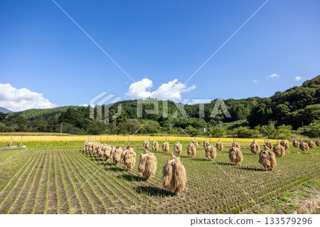 A clear autumn day in the countryside and rice straw drying in the sun A clear autumn day in the countryside and rice straw drying in the sun 133579296