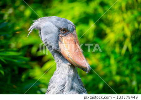 Shoebill, Balaeniceps rex, aka whalehead, whale-headed stork or shoe-billed stork. Shoebill, Balaeniceps rex, aka whalehead, whale-headed stork or shoe-billed stork. 133579449